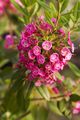 Kalmia latifolia Kalmia szerokolistna